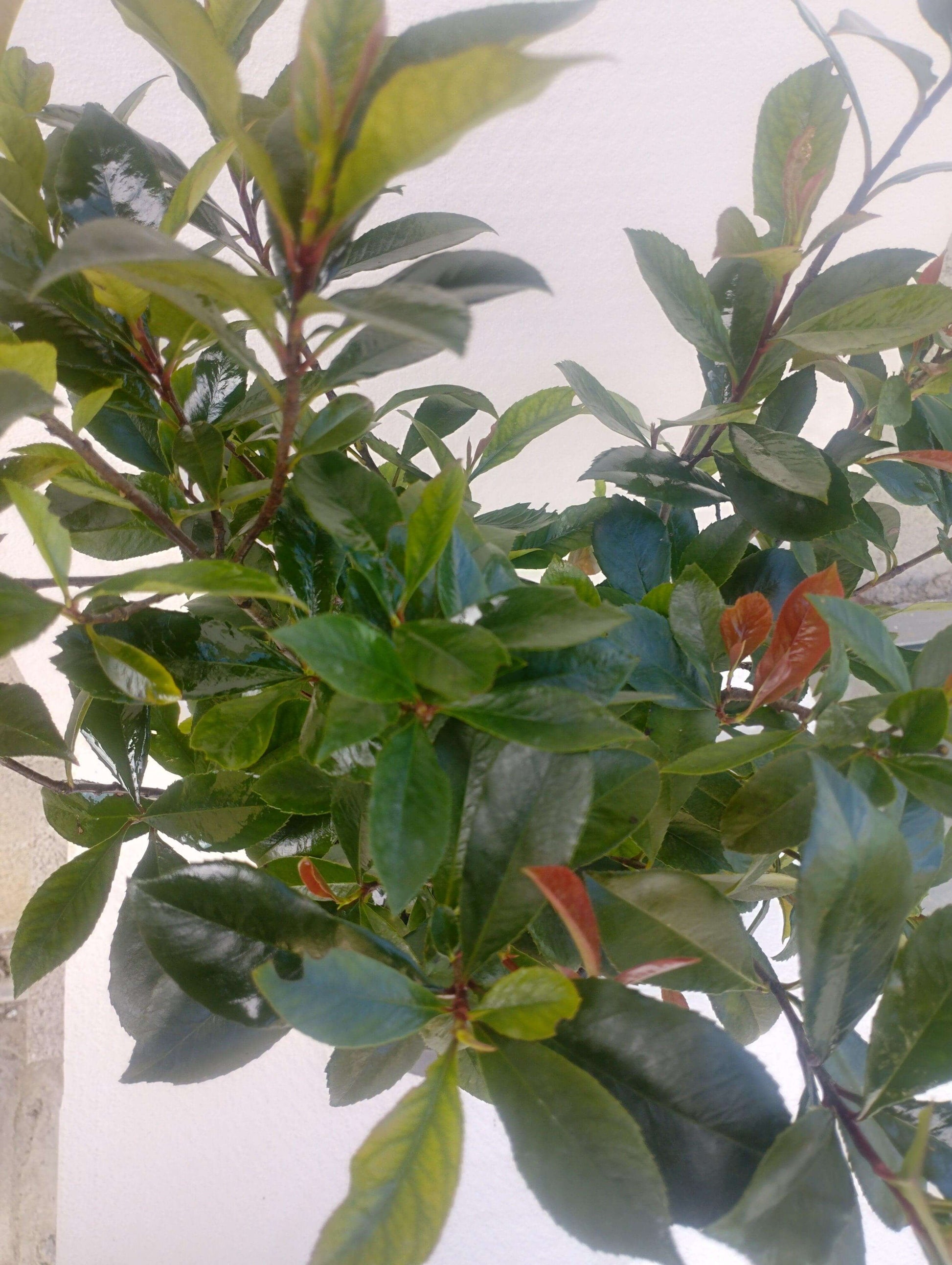 Photinia compatta - Valmaflor