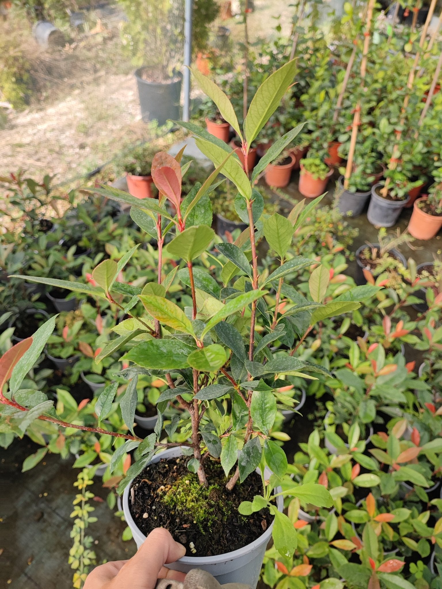 Photinia fraseri ‘Carré Rouge’ - ValmaflorPhotinia compattaValmaflorValmaflorPhotinia fraseri ‘Carré Rouge’19