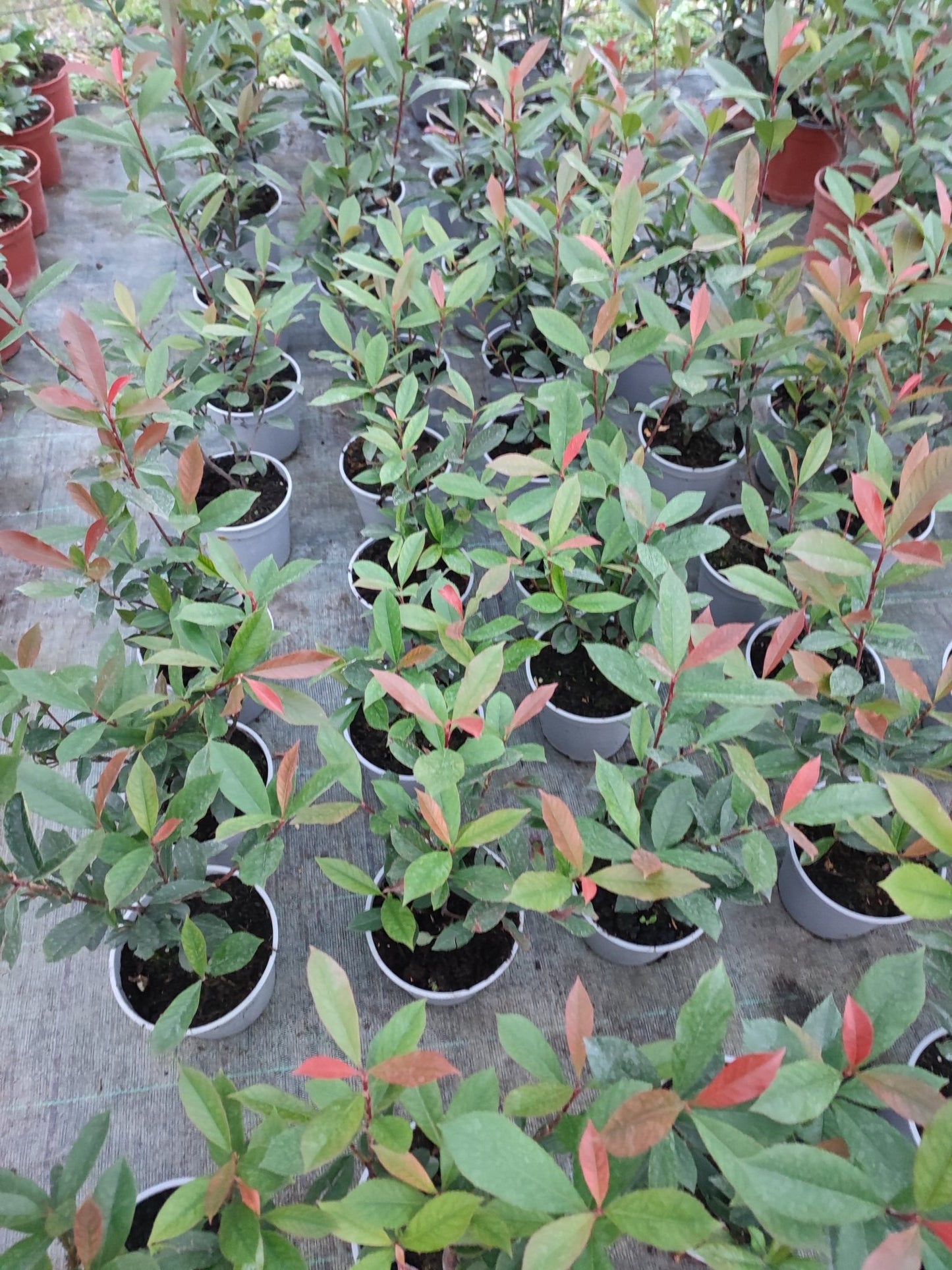 Photinia fraseri ‘Carré Rouge’ - ValmaflorPhotinia compattaValmaflorValmaflorPhotinia fraseri ‘Carré Rouge’14