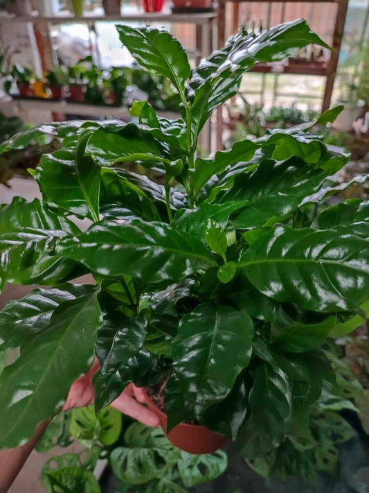 Pianta del caffè - ValmaflorPianta del caffèValmaflorValmaflorPianta del caffè - Valmaflor435434373