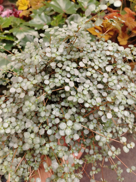 Pilea glaucophylla greyzy - ValmaflorValmaflorValmaflorPilea glaucophylla greyzy10 cm