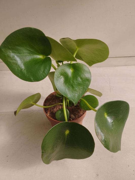 Pilea Peperomia - ValmaflorPilea PeperomiaValmaflorValmaflorPilea Peperomia - Valmaflor6447478912 cmPeperomiaPianta delle monete
