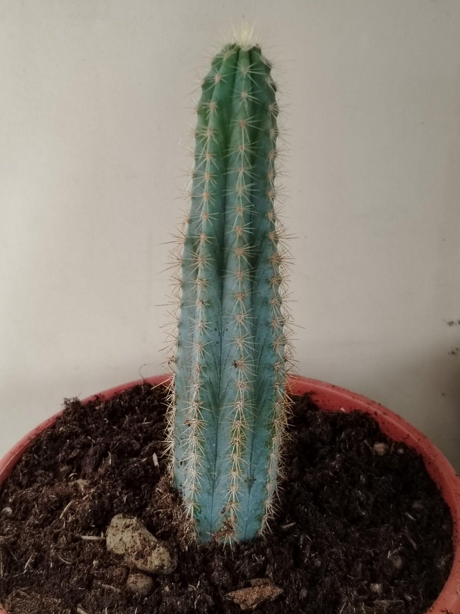 Pilosocereus magnificus - ValmaflorValmaflorValmaflorPilosocereus magnificus