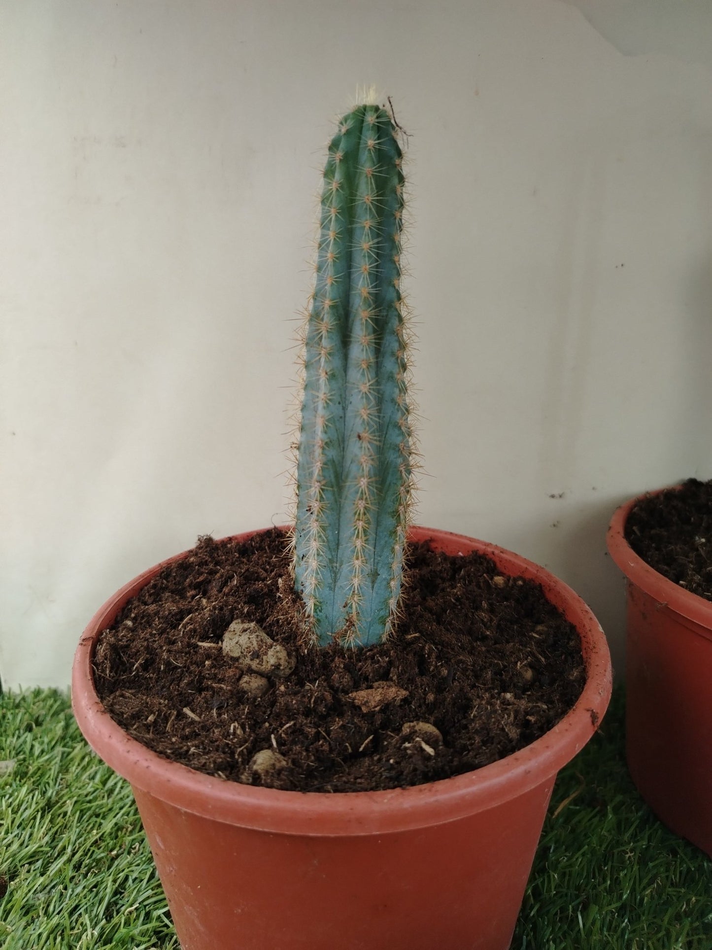 Pilosocereus magnificus - ValmaflorValmaflorValmaflorPilosocereus magnificus