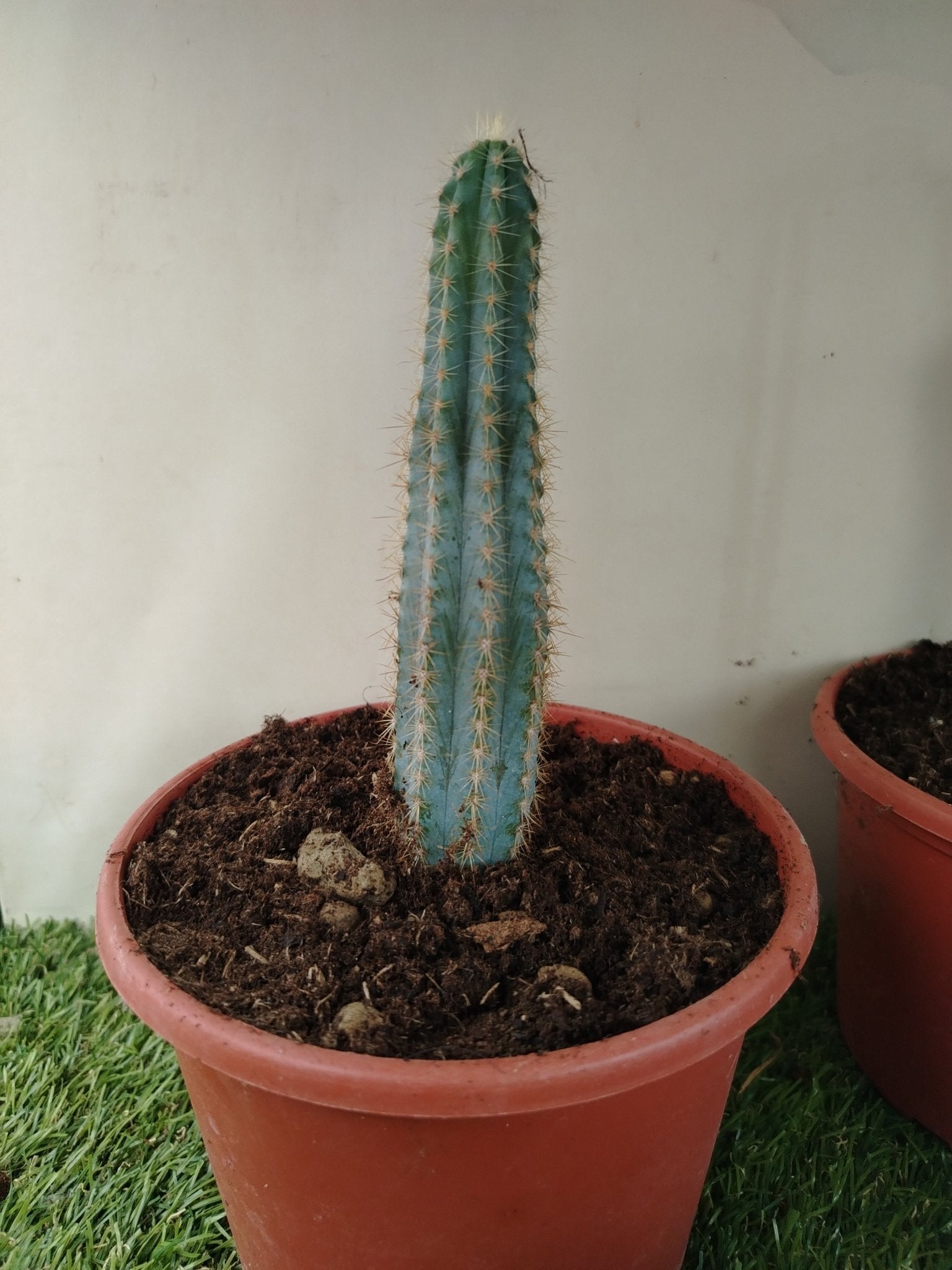 Pilosocereus magnificus - ValmaflorValmaflorValmaflorPilosocereus magnificus