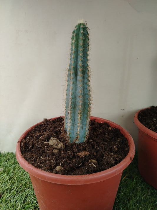 Pilosocereus magnificus - ValmaflorValmaflorValmaflorPilosocereus magnificus