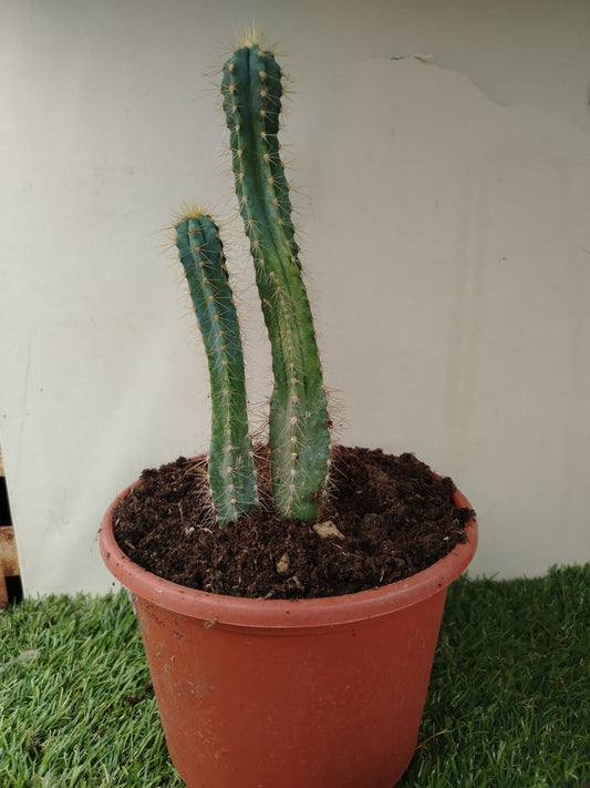 Pilosocereus pachycladus - ValmaflorValmaflorValmaflorPilosocereus pachycladus
