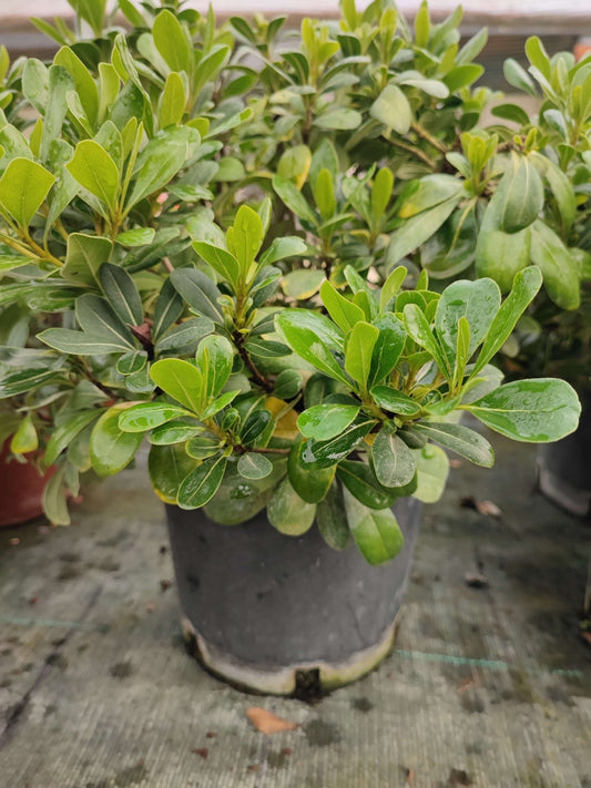 Pittosfero nano - ValmaflorValmaflorValmaflorPittosfero nano - Valmaflor14 cm