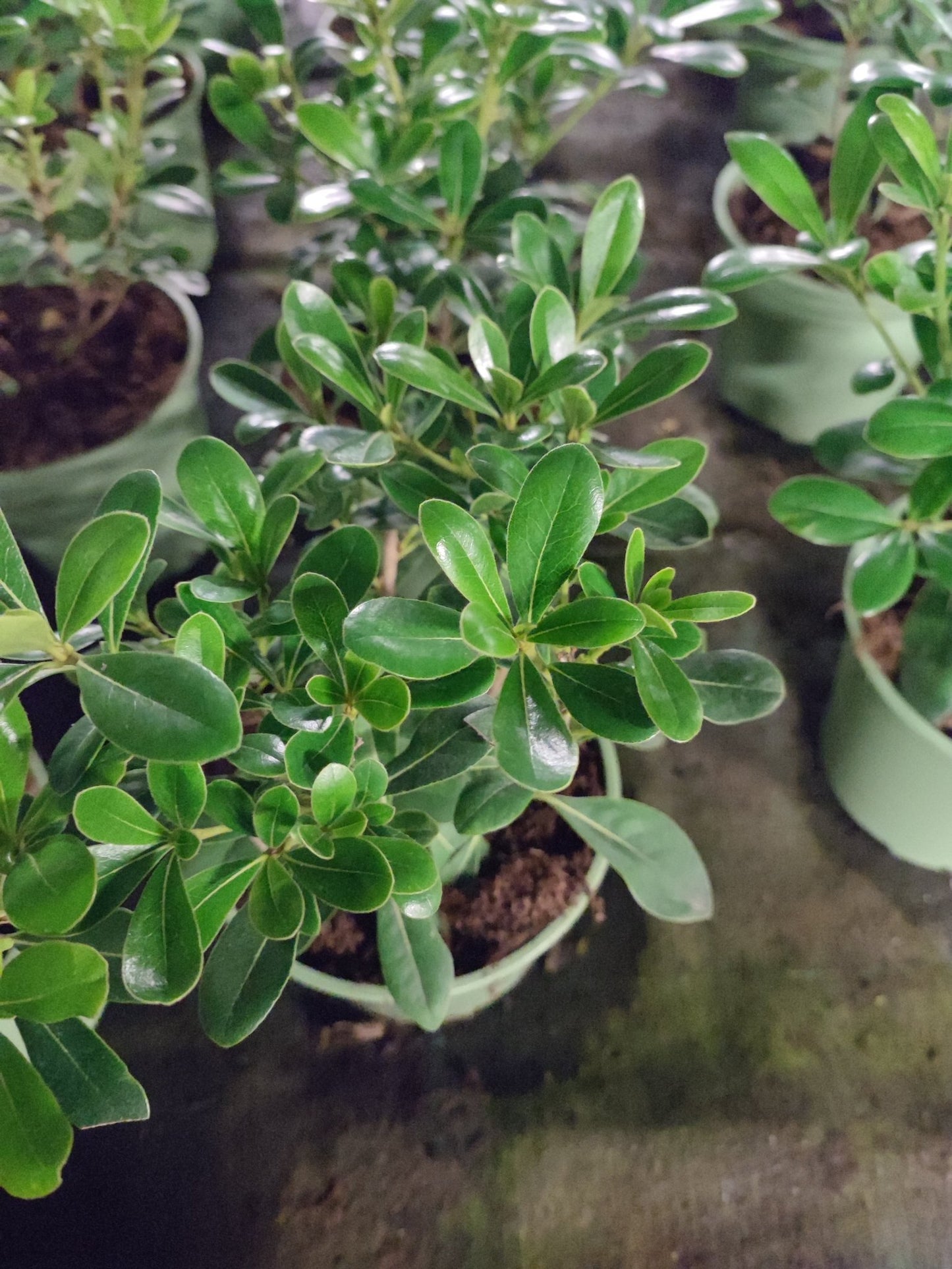 Pittosfero nano - ValmaflorValmaflorValmaflorPittosfero nano - Valmaflor14 cm