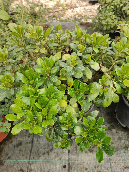 Pittosfero nano - ValmaflorValmaflorValmaflorPittosfero nano - Valmaflor14 cm