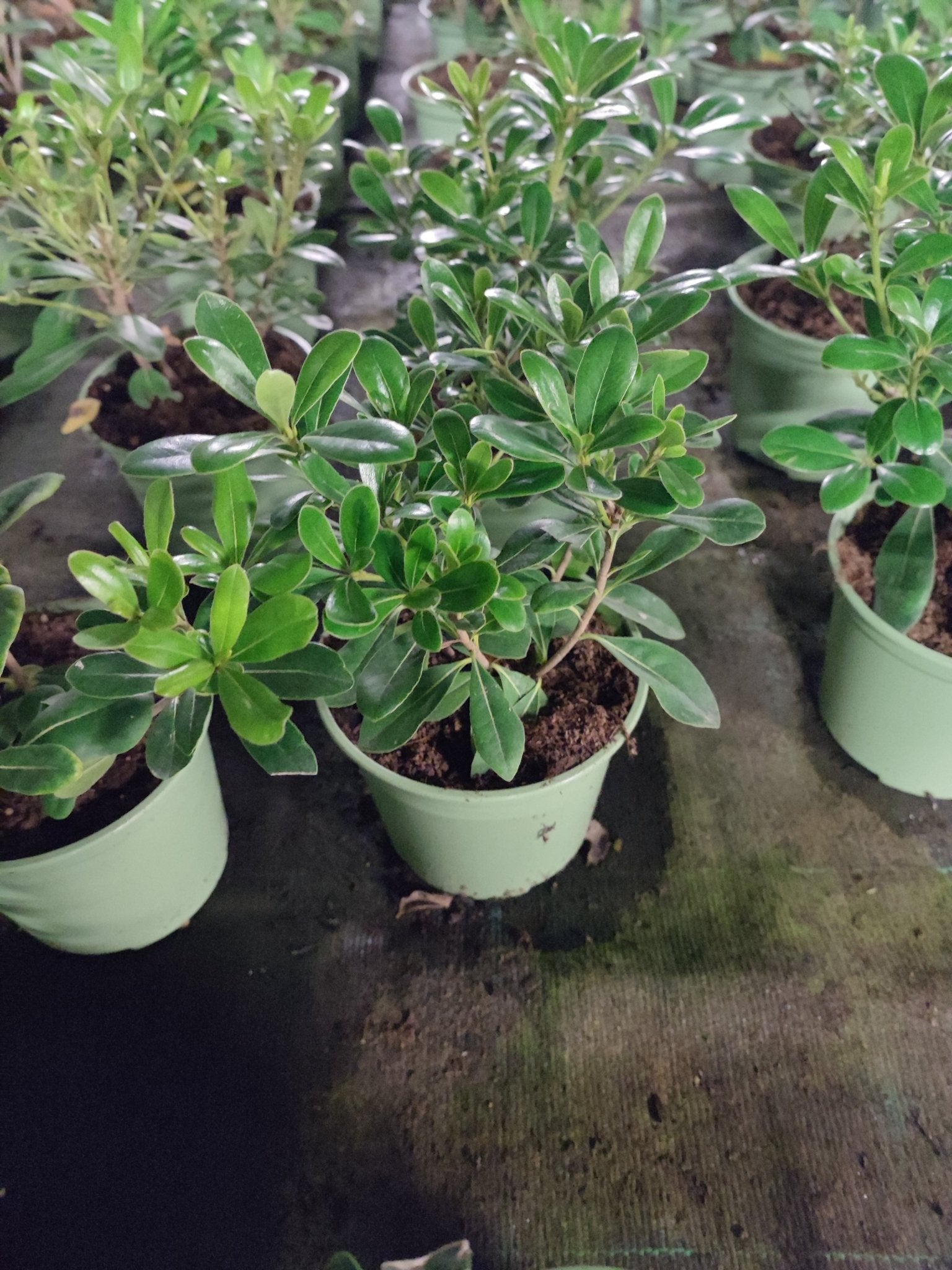 Pittosfero nano - ValmaflorValmaflorValmaflorPittosfero nano - Valmaflor14 cm