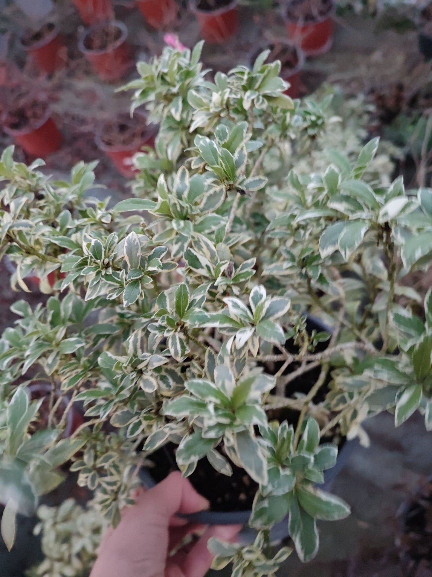 Pittosporum tenuifolium “Silver Queen” - Valmaflor#ValmaflorValmaflorPittosporum tenuifolium “Silver Queen”