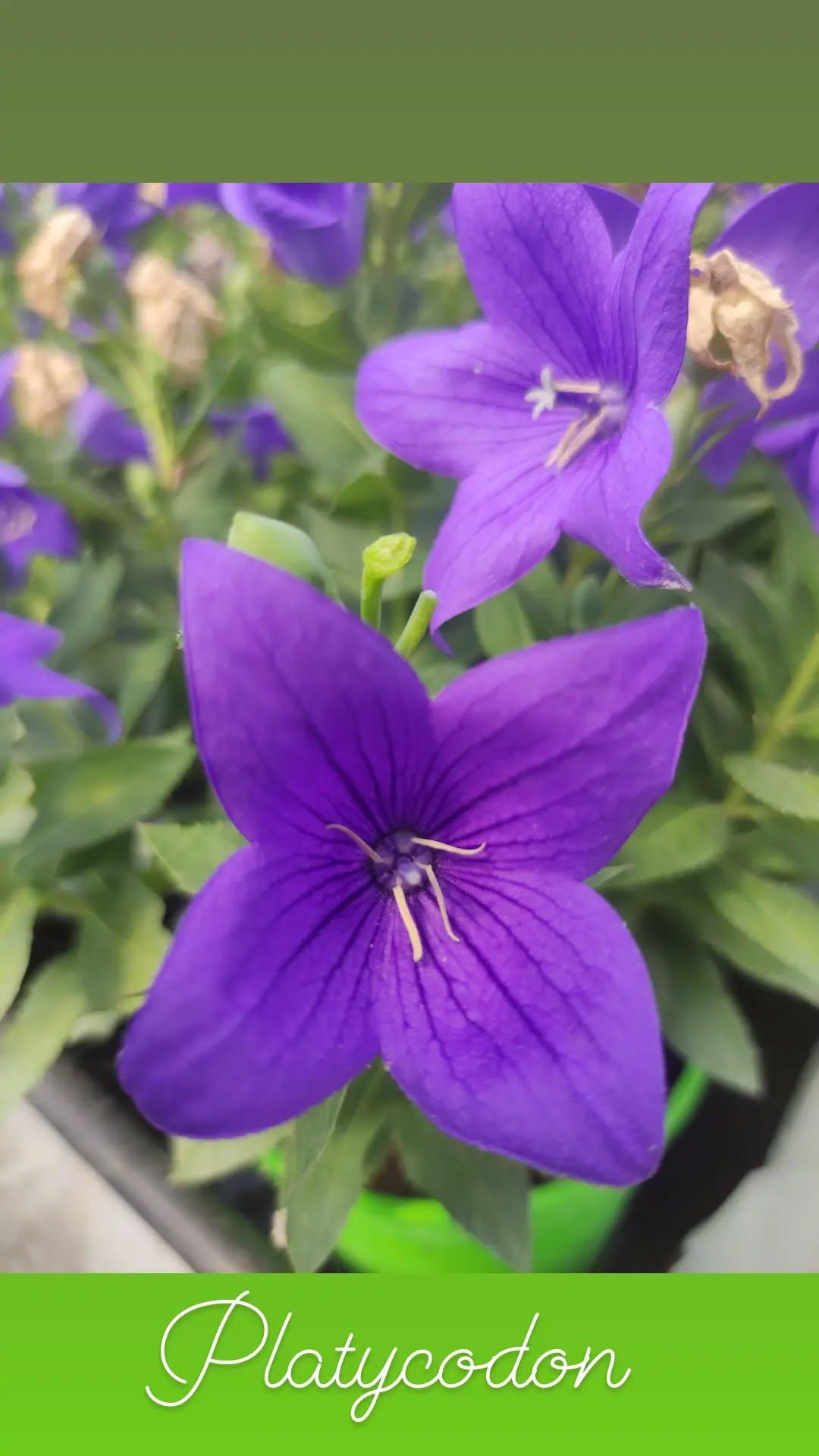 Platycodon - ValmaflorValmaflorValmaflorPlatycodonrosa14 cm30 cm