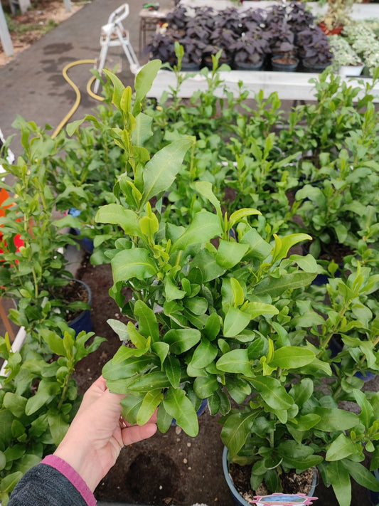 Plumbago - ValmaflorValmaflorValmaflorPlumbago - ValmaflorValmaflorValmaflorPlumbago1414