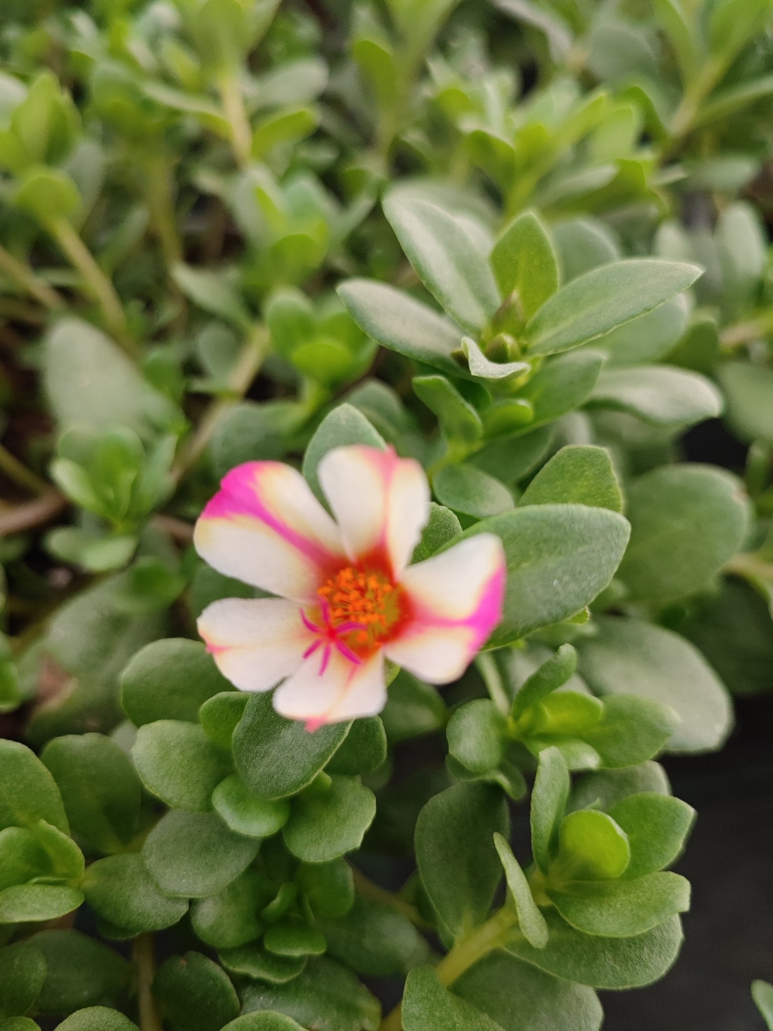 Portulaca - ValmaflorValmaflorValmaflorPortulaca - ValmaflorValmaflorValmaflorPortulacarosaRosa14 cm