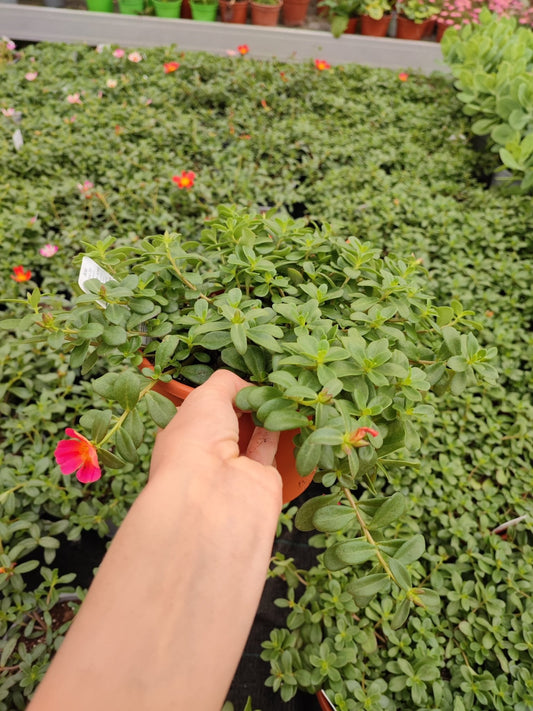Portulaca - ValmaflorValmaflorValmaflorPortulaca - ValmaflorValmaflorValmaflorPortulaca - ValmaflorValmaflorValmaflorPortulaca