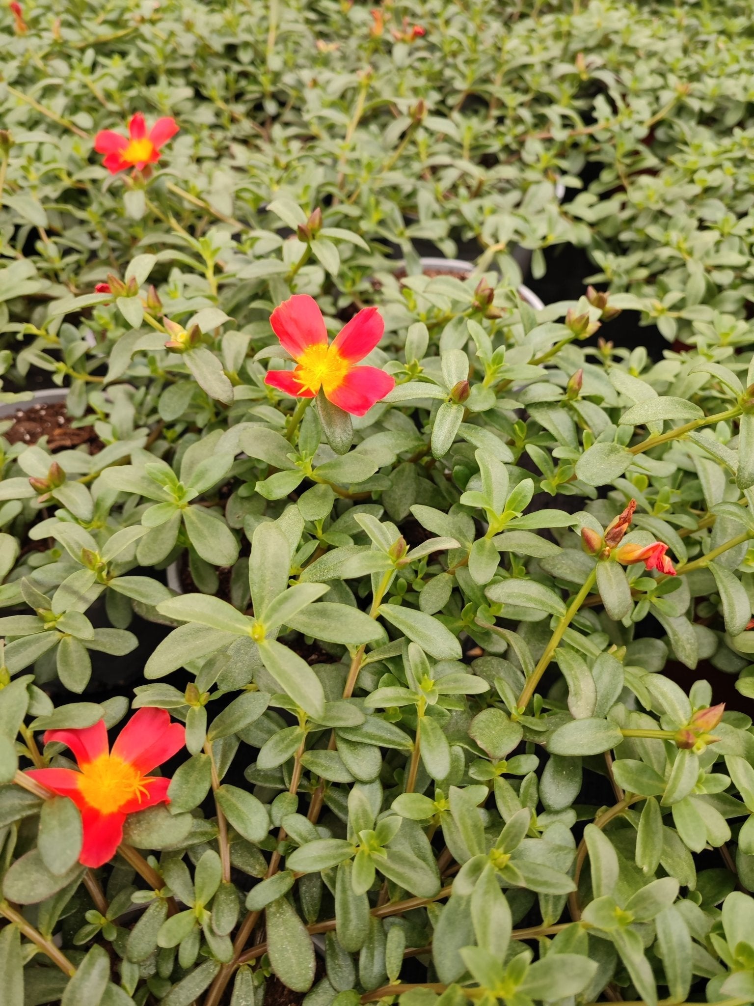 Portulaca - ValmaflorValmaflorValmaflorPortulaca - ValmaflorValmaflorValmaflorPortulacaRossoRosso14 cm