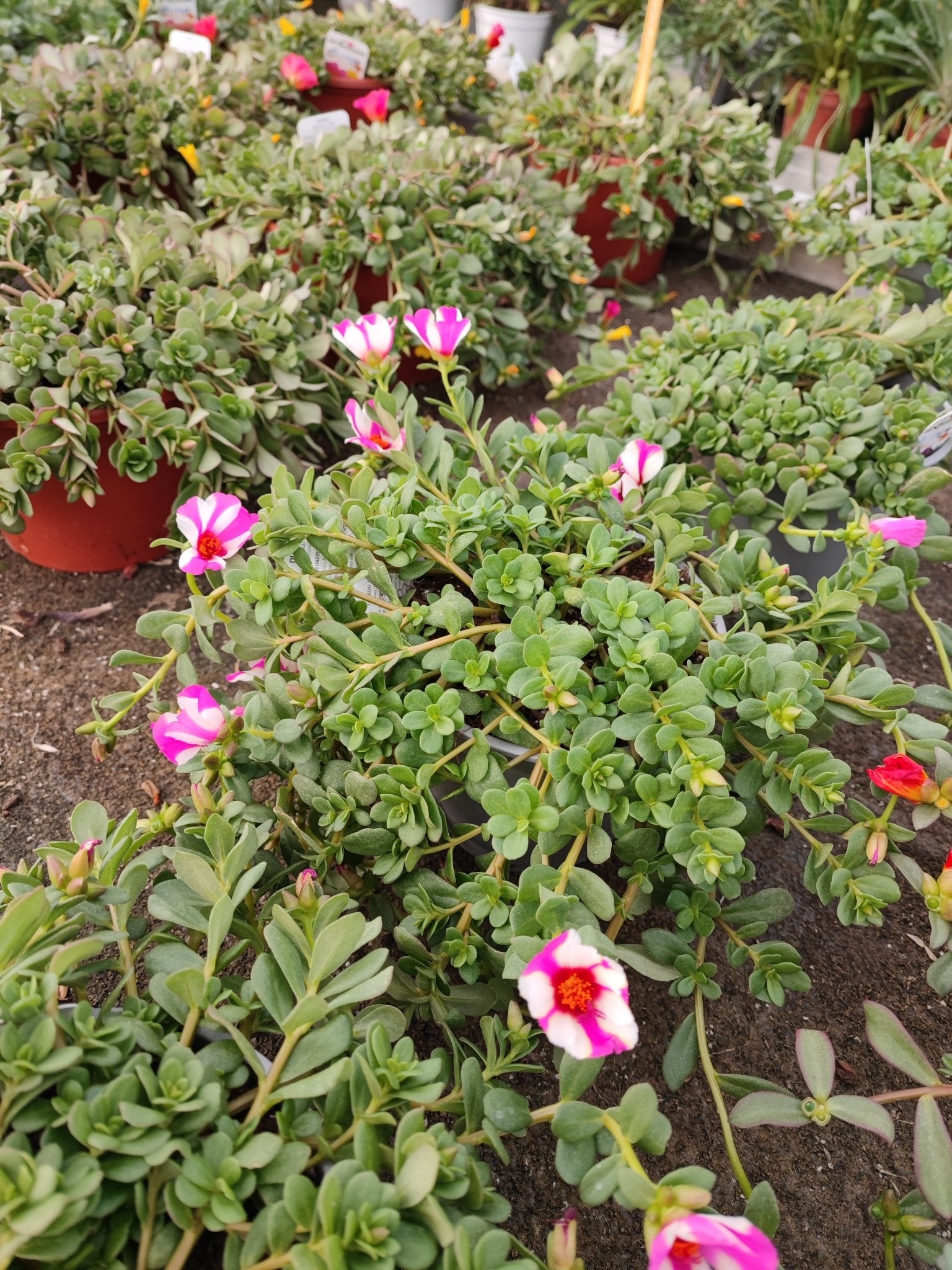 Portulaca - ValmaflorValmaflorValmaflorPortulacaRosso14 cm