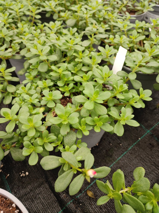 Portulaca - ValmaflorValmaflorValmaflorPortulaca - ValmaflorValmaflorValmaflorPortulacarosaRosso14 cm