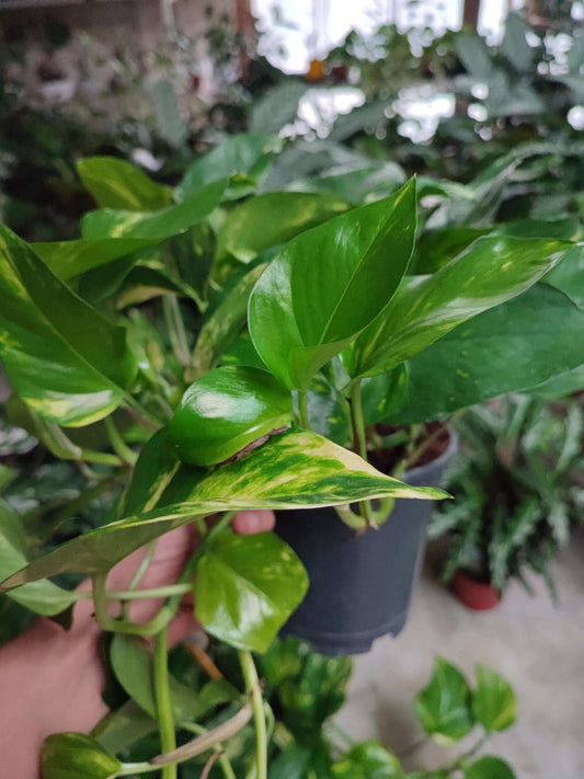 Pothos - ValmaflorPothosValmaflorValmaflorPothos - Valmaflor