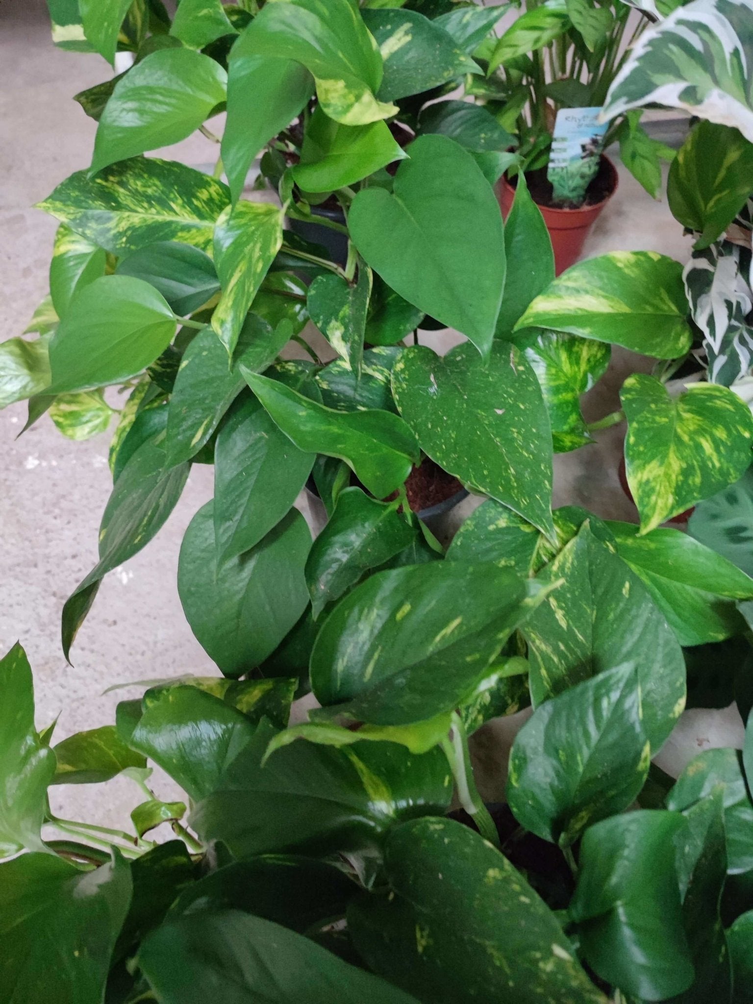 Pothos - ValmaflorPothosValmaflorValmaflorPothos - Valmaflor