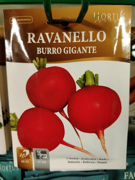 Ravanello burro gigante - ValmaflorValmaflorValmaflorRavanello burro gigante - ValmaflorValmaflorValmaflorRavanello burro gigante