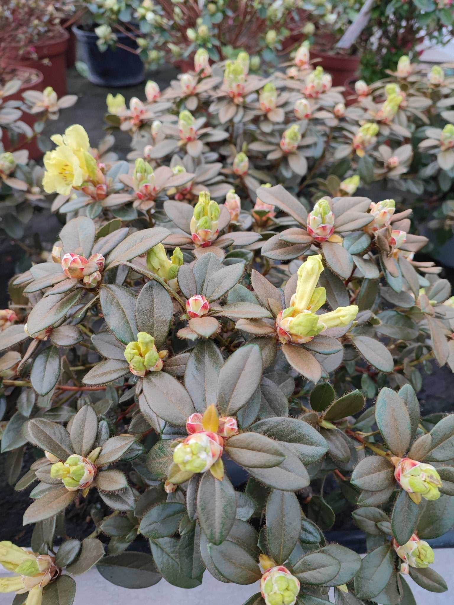 Rhododendron simsi - Valmaflor#ValmaflorValmaflorRhododendron simsi