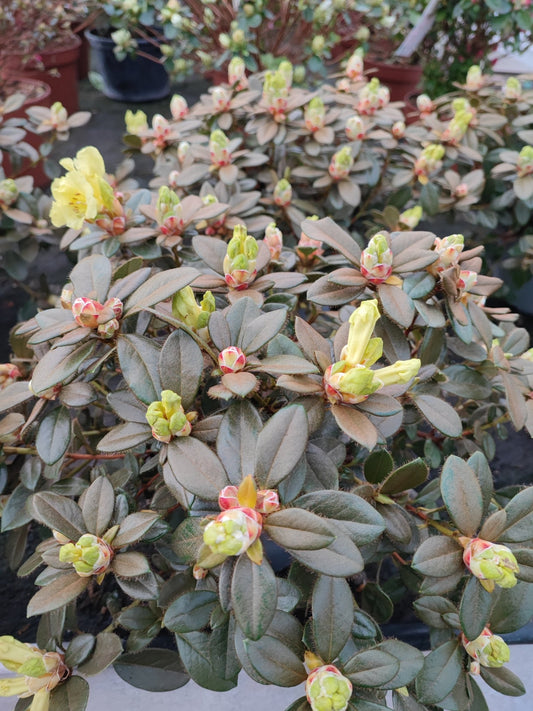 Rhododendron simsi - Valmaflor#ValmaflorValmaflorRhododendron simsi
