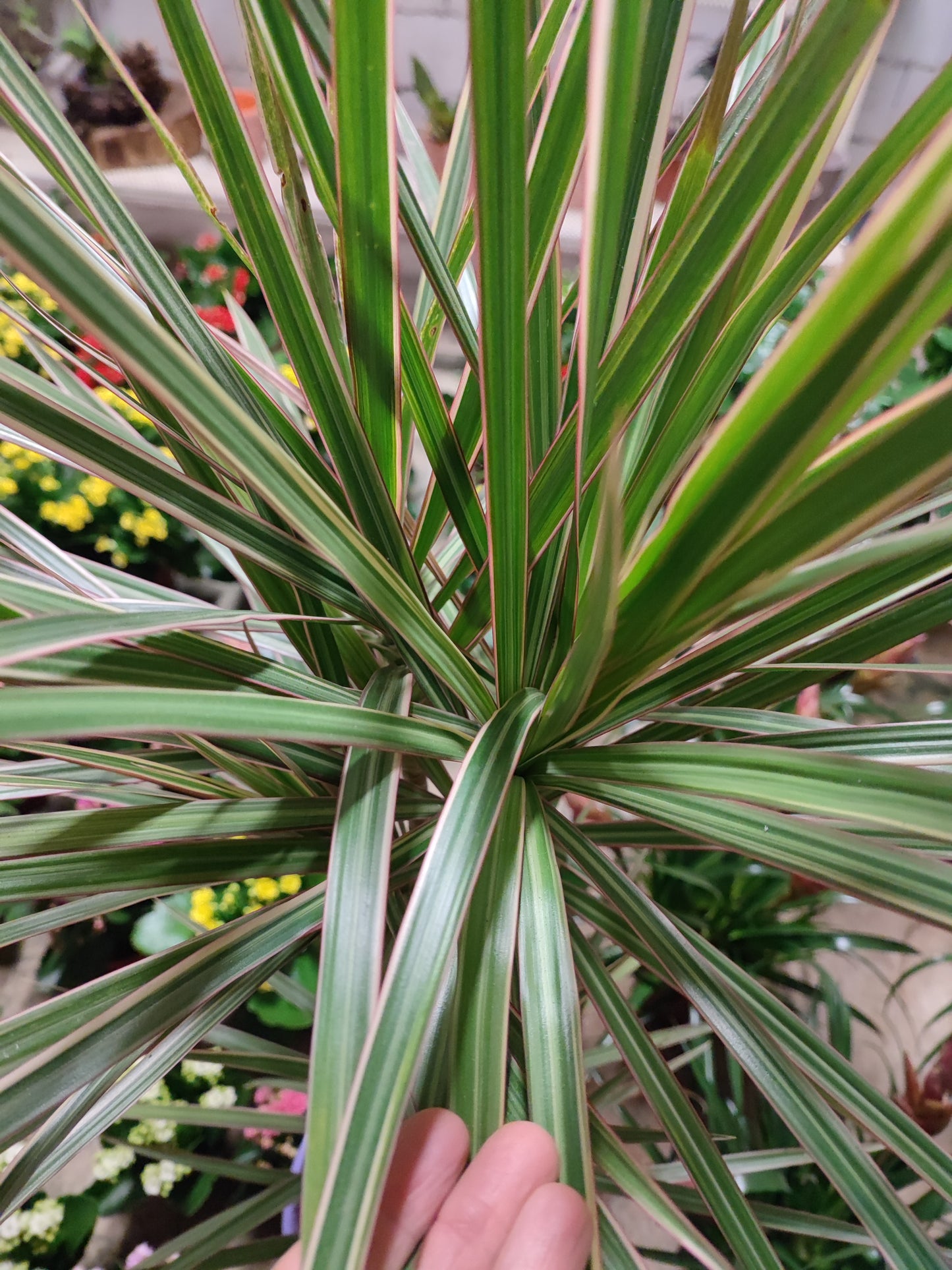 Dracaena marginata