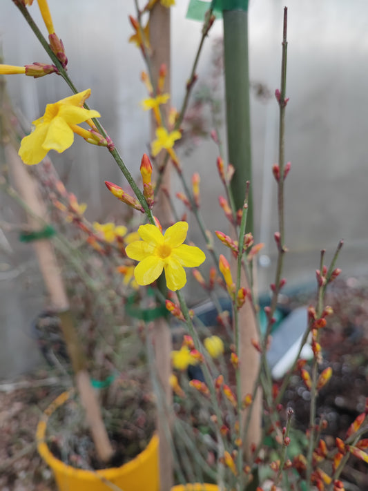 Gelsomino nudiflorum