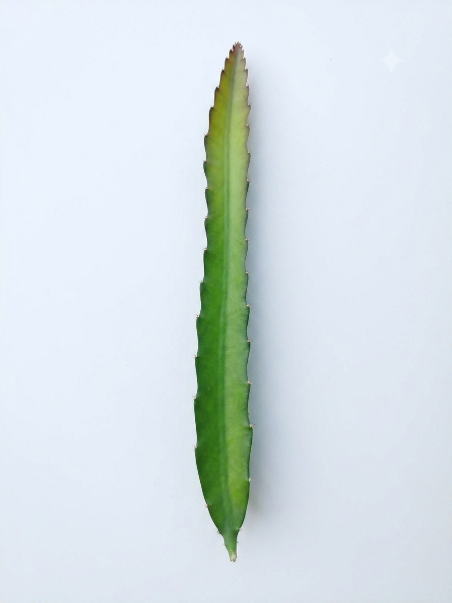 Talee pitaya 30-40 cm