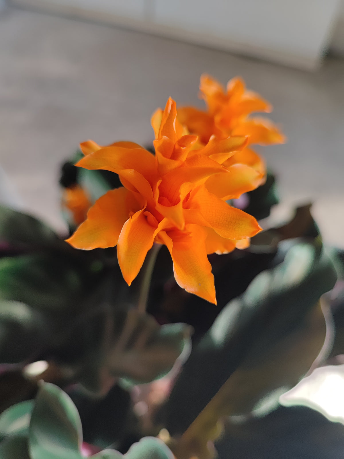 Calathea crocata