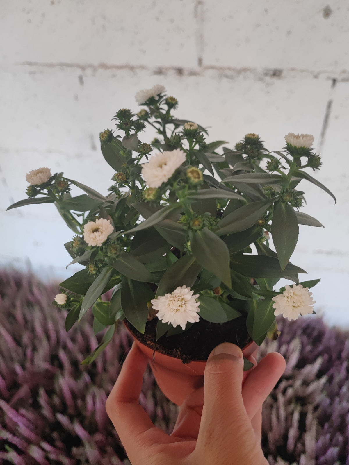 Aster (settembrino)
