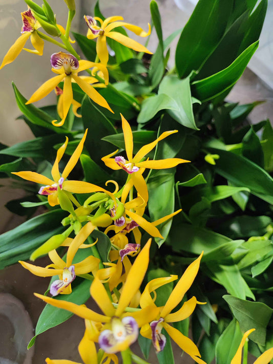 Encyclia autumn glow