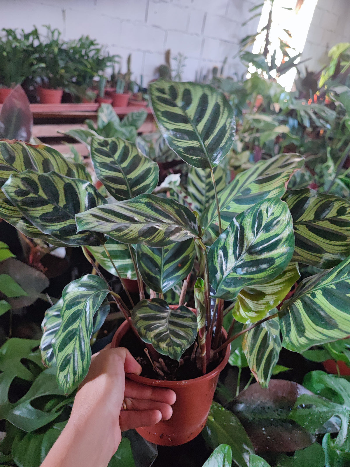 Calathea