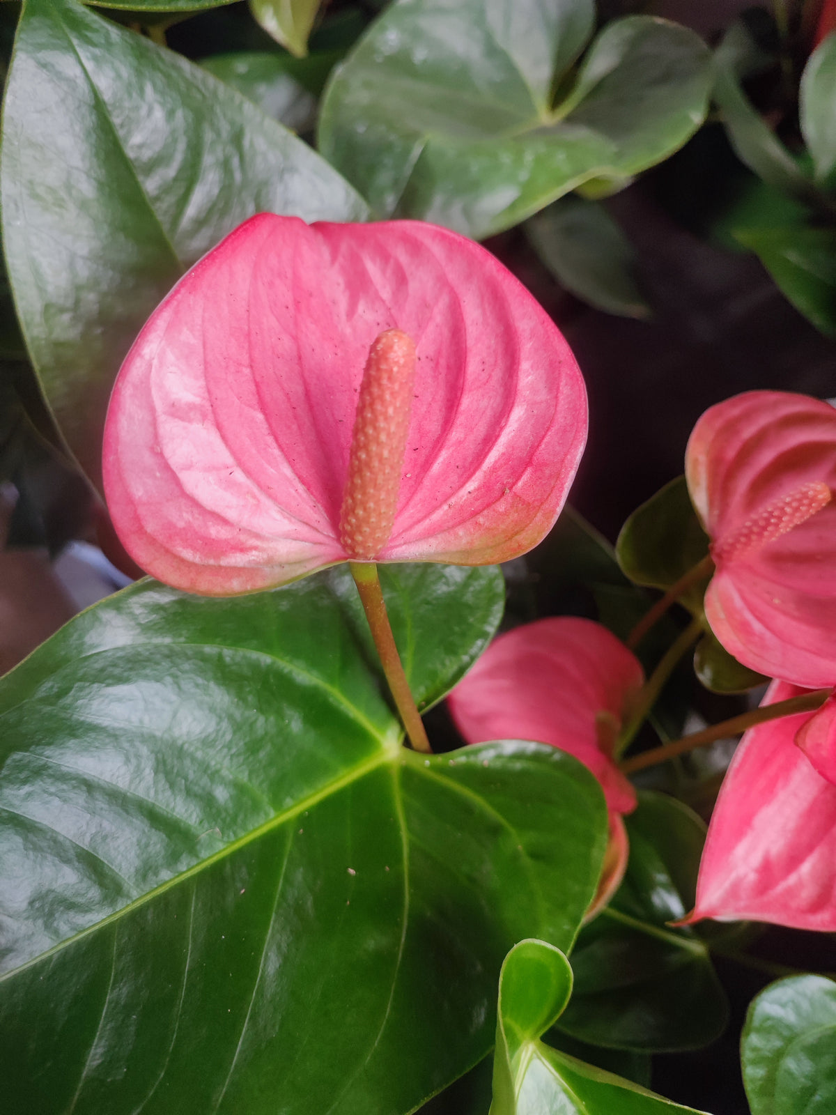 Anthurium