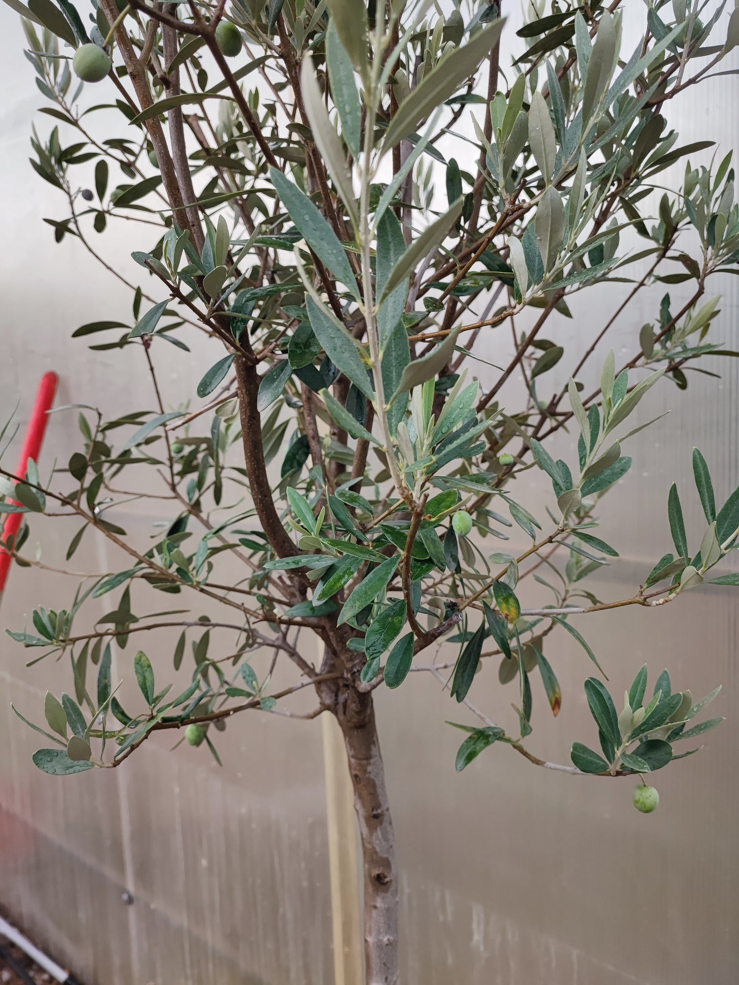 Ulivo, olea europea
