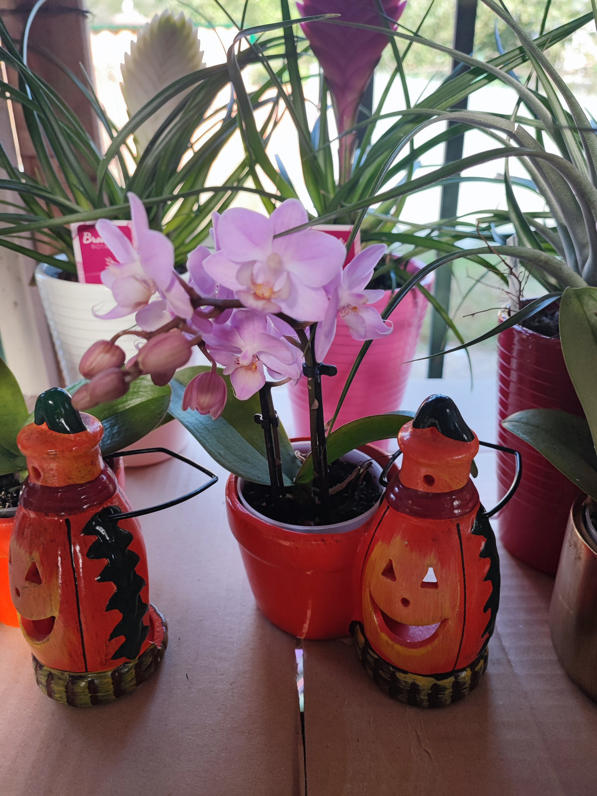 Orchidea