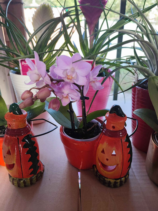 Orchidea/phalaenopsis