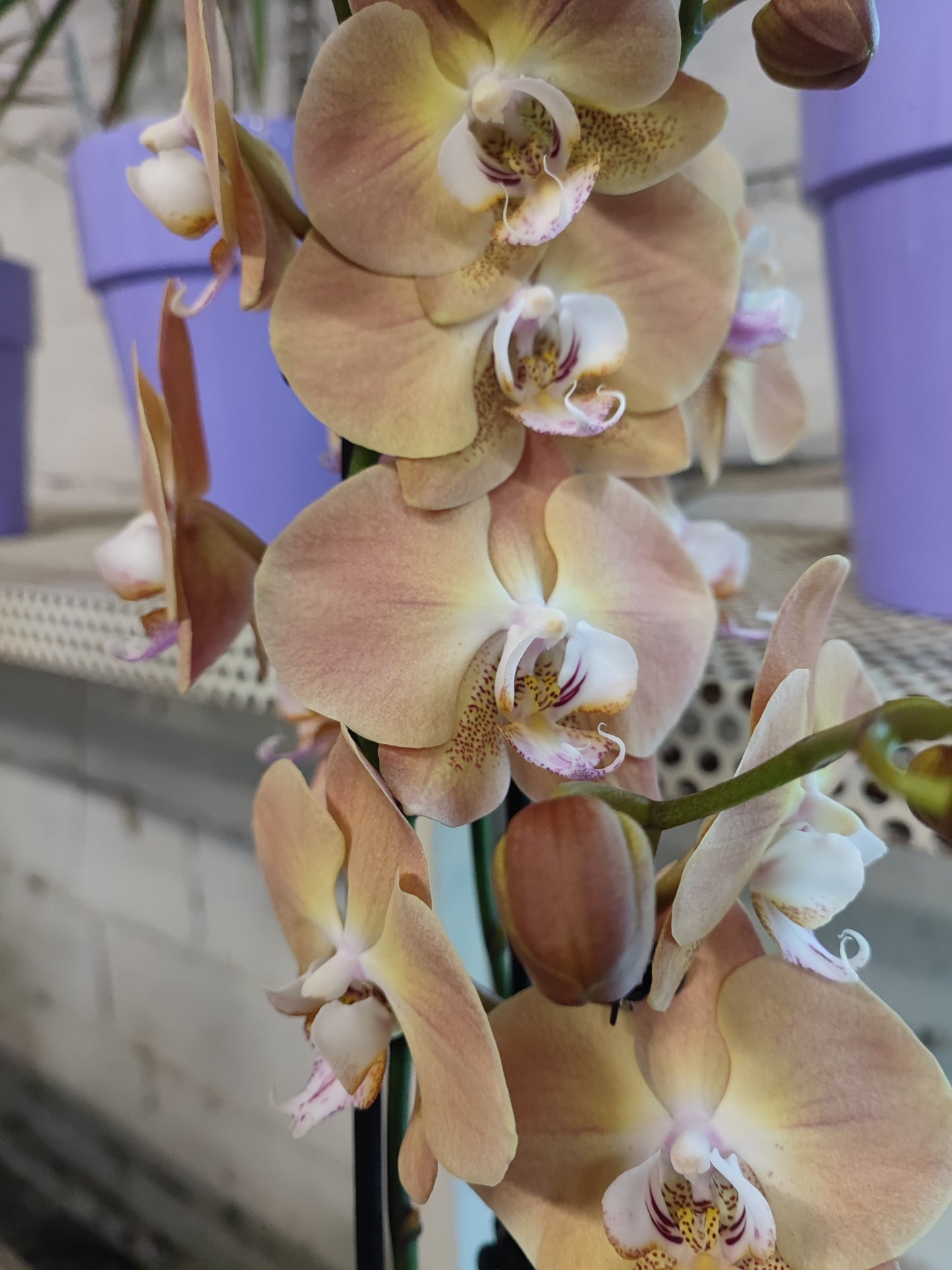 Phalaenopsis