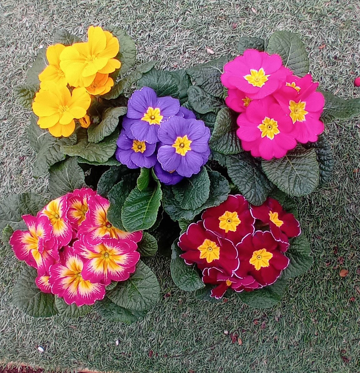 Primula