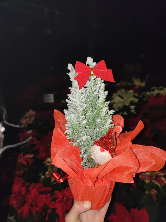 Chamaecyparis addobbato