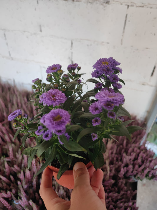 Aster (settembrino)