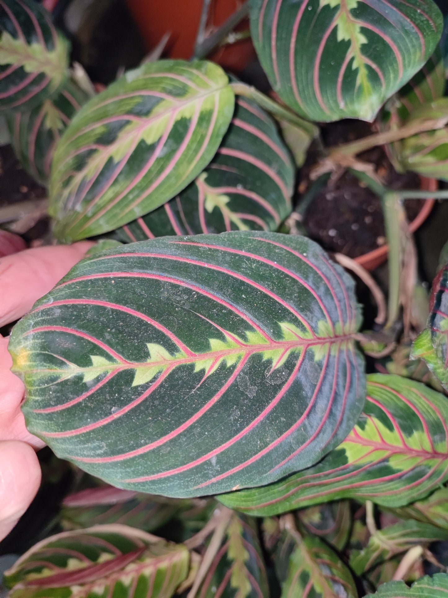 Maranta leuconeura