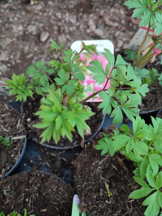 Dicentra spectabilis