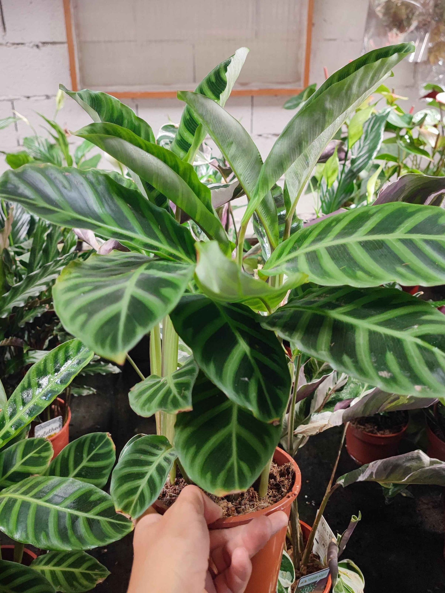 Calathea zebrina