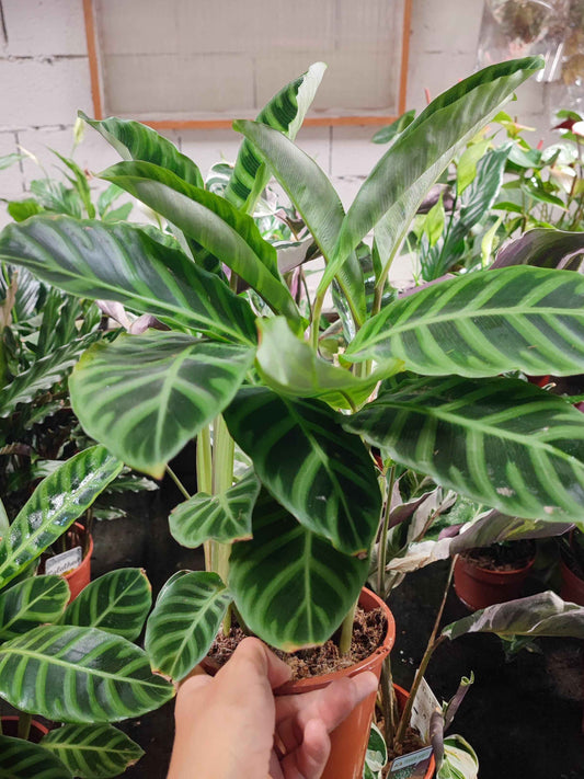 Calathea