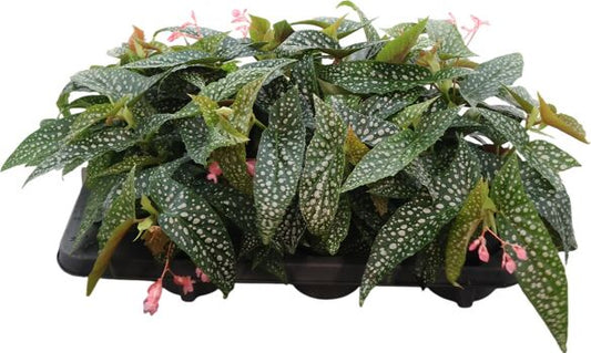 Begonia maculata double dot