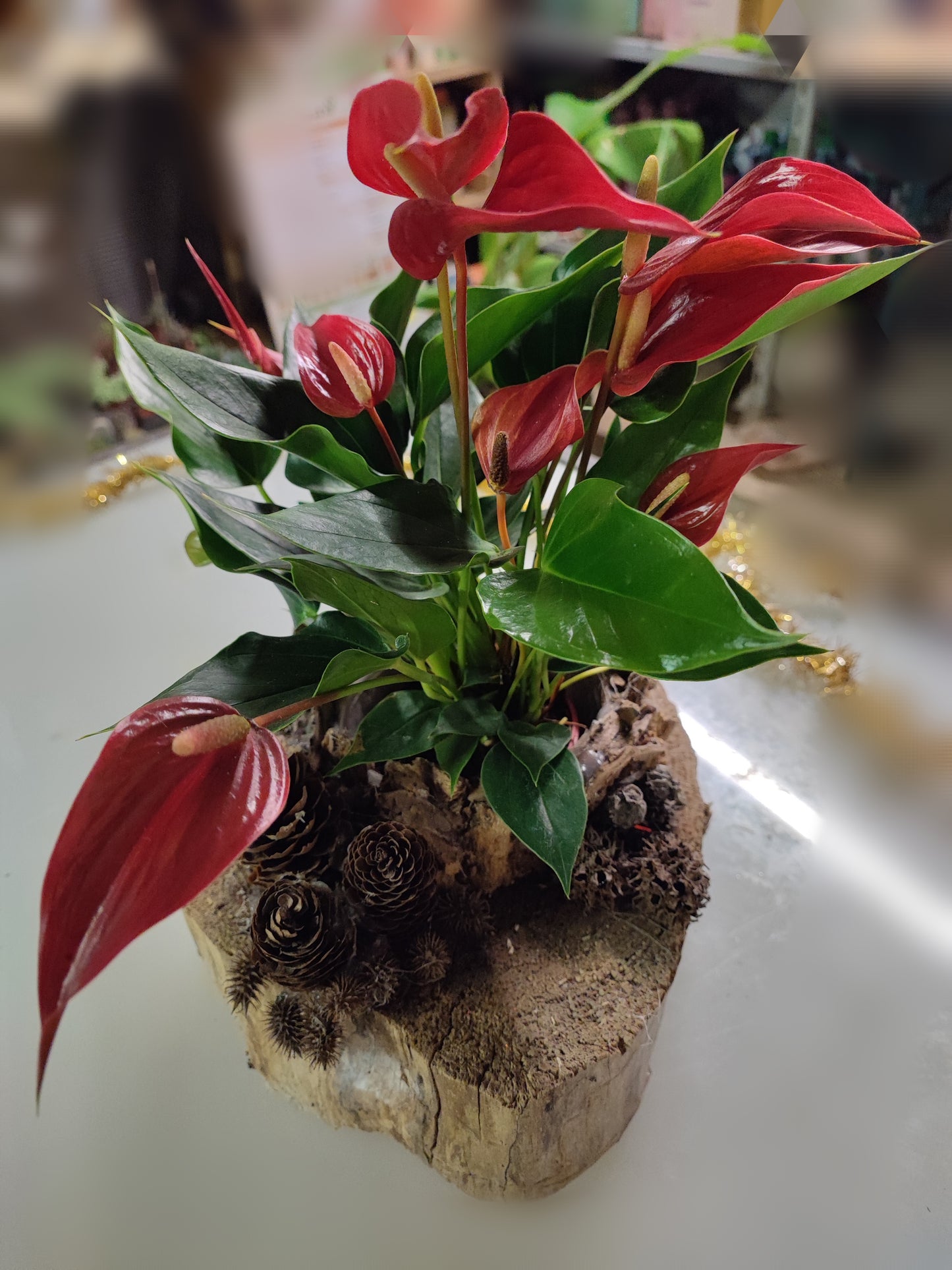Composizione natalizia con anthurium lilli