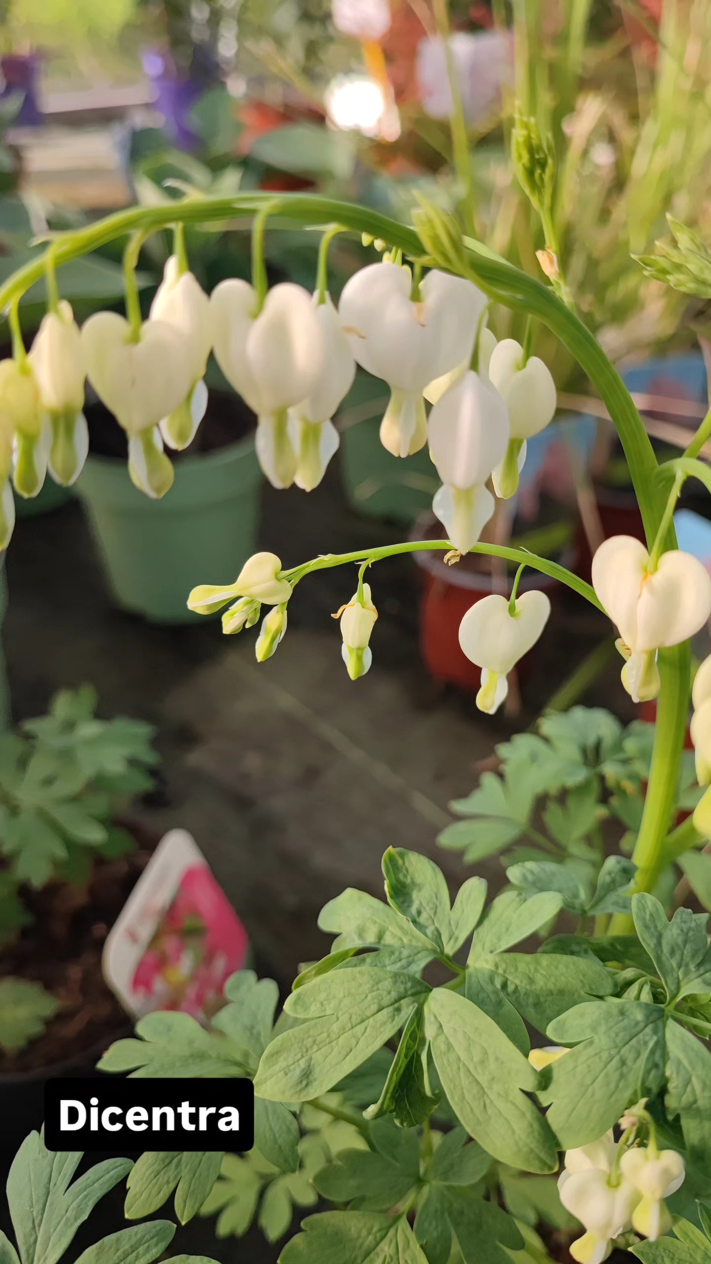 Dicentra spectabilis